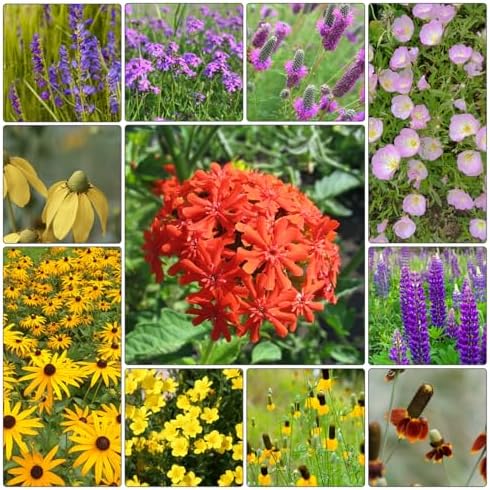 Groundio 10000+ All Perennial Wildflower Seeds for Planting,1 OZ 23 Varieties Wildflowers Seed, Non-GMO | Heirloom | USDA Zone 1-10, Butterfly & Hummingbird Attract - Image 6