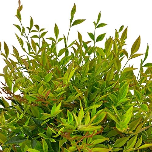 First Editions Cool Glow Peach Nandina, Live Evergreen Shrub, 3 Gallon - Image 3