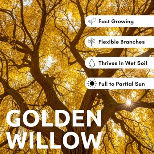 2 Golden Weeping Willow Trees - Ready to Plant - Live Plants - Beautiful Arching Canopy - Image 2