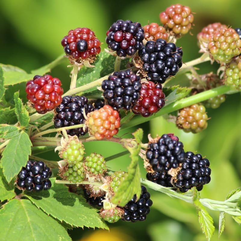 2 Navaho BlackBerry Plants Live, Thornless Fruit Berry Tree, 5-8" Tall - Image 3