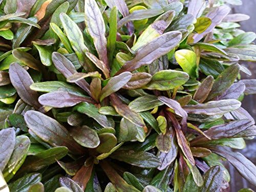 Chocolate Chip Bugleweed, Ajuga x tenori Valfreda, Live Ground Cover Plant - Image 2