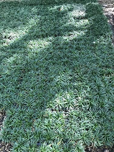Dwarf Mondo Grass - 54 Live Plants - Shade Loving Evergreen Ground Cover - Image 2