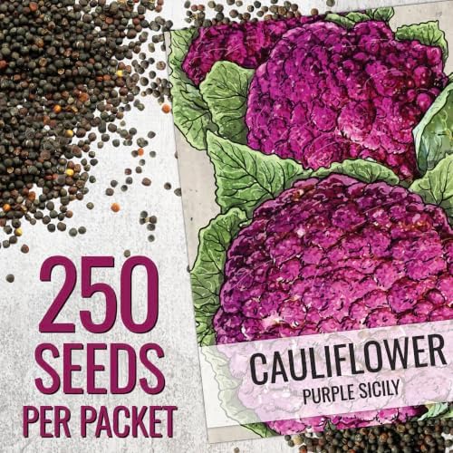 Seed Needs Purple Sicily Cauliflower Seeds to Plant Heirloom 2 Packs - Image 3