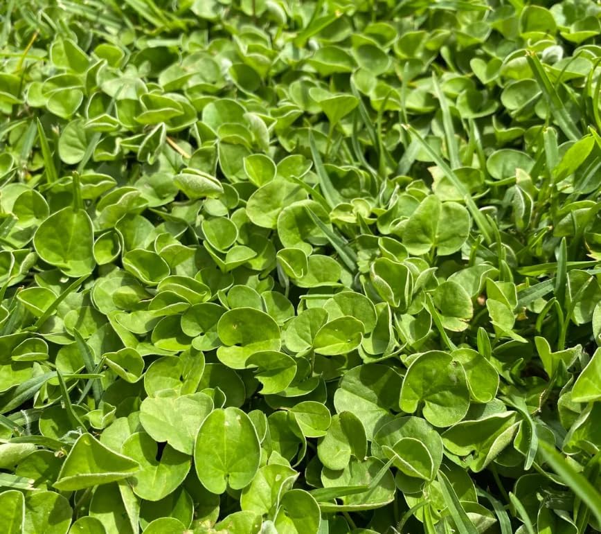Dichondra Plant, Dichondra Ground Cover Plant for Planting, Ideal Lawn Alternative in Sun or Shady, 4" Pot (Green Falls Dichondra) - Image 2