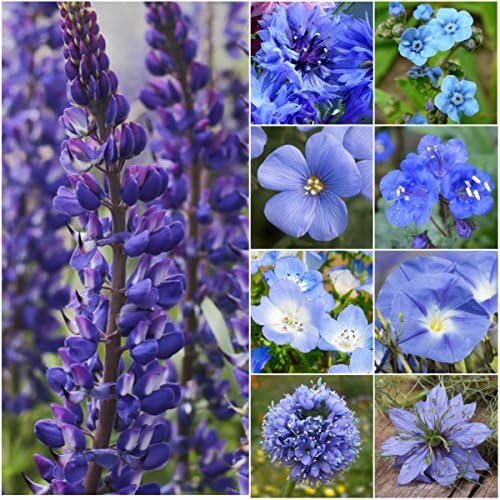 Seed Needs Wildflower Seeds Dazzling Blue 30,000 Seeds 2 Ounce Bulk Pack by SeedNeeds