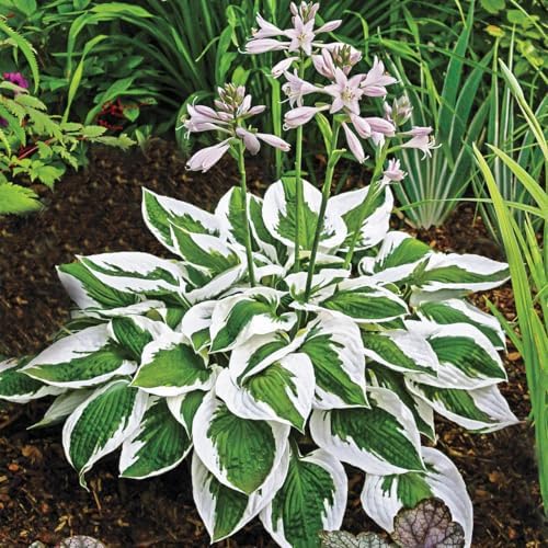 250+ USA Premium Seeds Rare Perennial Hosta Flower Seed for Planting Outdoors Garden Home Beauties - Image 4