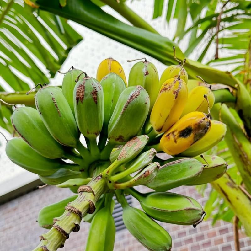 Basjoo Banana Tree Live Plant, Edible Fruit, 4-6" Tall - Image 2