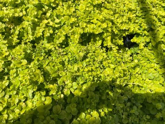 "Creeping Jenny" Lysimachia Groundcover Plant - Image 5