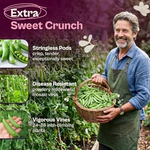 SVI 75 Super Sugar Snap Pea Seeds (Pisum sativum) – Stringless Sweet Peas Seed Packets – Crisp Snap Pea Pods, Vining Heirloom Vegetable Seeds for Vegetable Garden Beds, Containers, Home Garden, Fields - Image 3