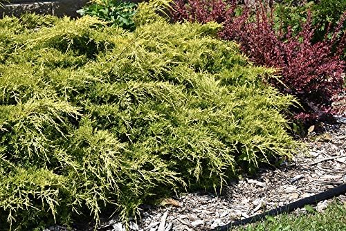 Gold Lace Juniper - 30 Live Plants - Juniperus Chinensis - Evergreen Groundcover - Image 3