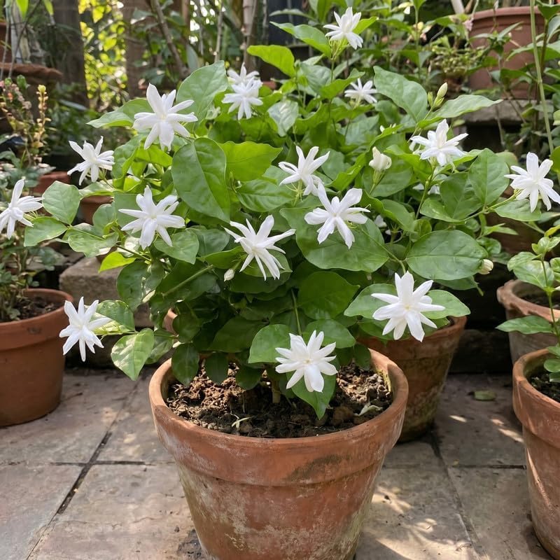 Belle of India Jasmine Vine Live Plant, Patio Container Flower, 4-7 Inches - Image 5