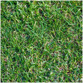 1/4 Lb Buffalo Grass Native Grass Seeds - Gold Vault by Everwilde+Farms