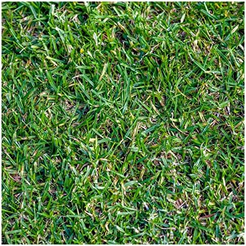 1 Lb Buffalo Grass Native Grass Seeds - Gold Vault by Everwilde+Farms