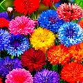 1107+ Perennial Cornflower Seeds Mix for Planting,Dwarf Colorful Cornflower Seeds Corn Flowers Seed Non-GMO Heirloom Plant Seed Home Garden by MIXRUGBACWATER