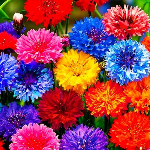 1107+ Perennial Cornflower Seeds Mix for Planting,Dwarf Colorful Cornflower Seeds Corn Flowers Seed Non-GMO Heirloom Plant Seed Home Garden by MIXRUGBACWATER