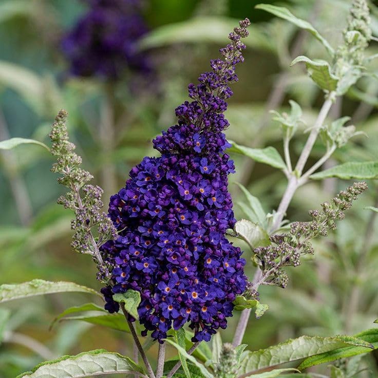 2 Dark Purple Butterfly Bushes Plants, Perennial Flower Shrub, 4-7'' Tall - Image 2