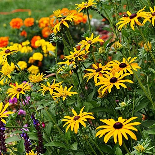 Mountain Valley Seed Co Wildflower Seeds Bulk - Meadow Wildflower Seed Mix - Image 2