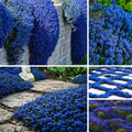 Magic Creeping Thyme Seeds for Planting, 15000+ Thymus Seeds, Perennial Ground Cover Plants, Non-GMO Heirloom Thymus Serpyllum Seed for Home Garden Outdoor by Unknown