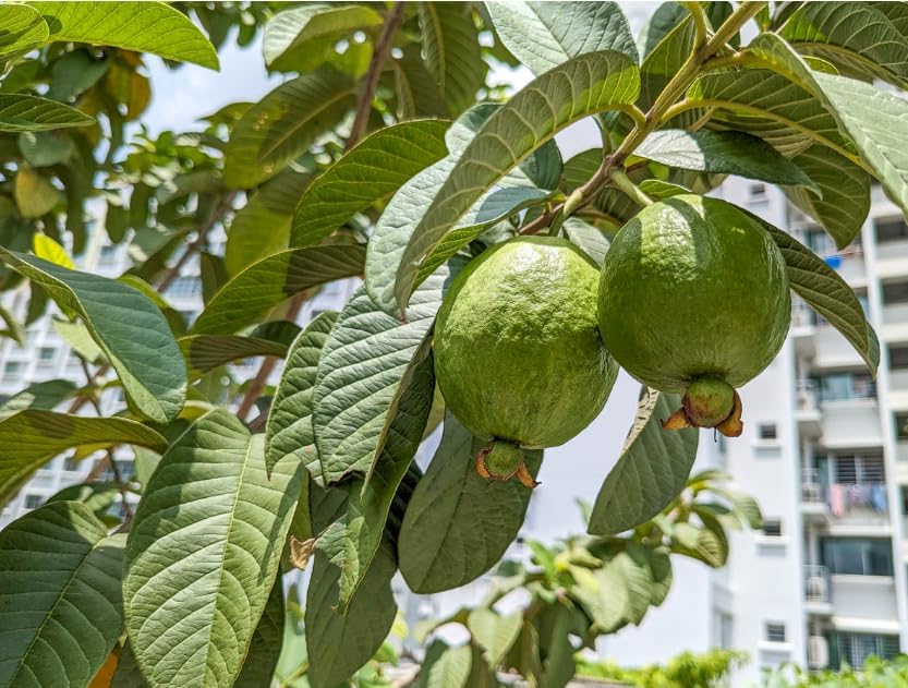 Live Red Guava Fruit Tree Sweet Guavas Plant Tropical Fruits Tree, Grow Outdoor, 5-10 Inch Tall in 4 Inch Pot - Image 4