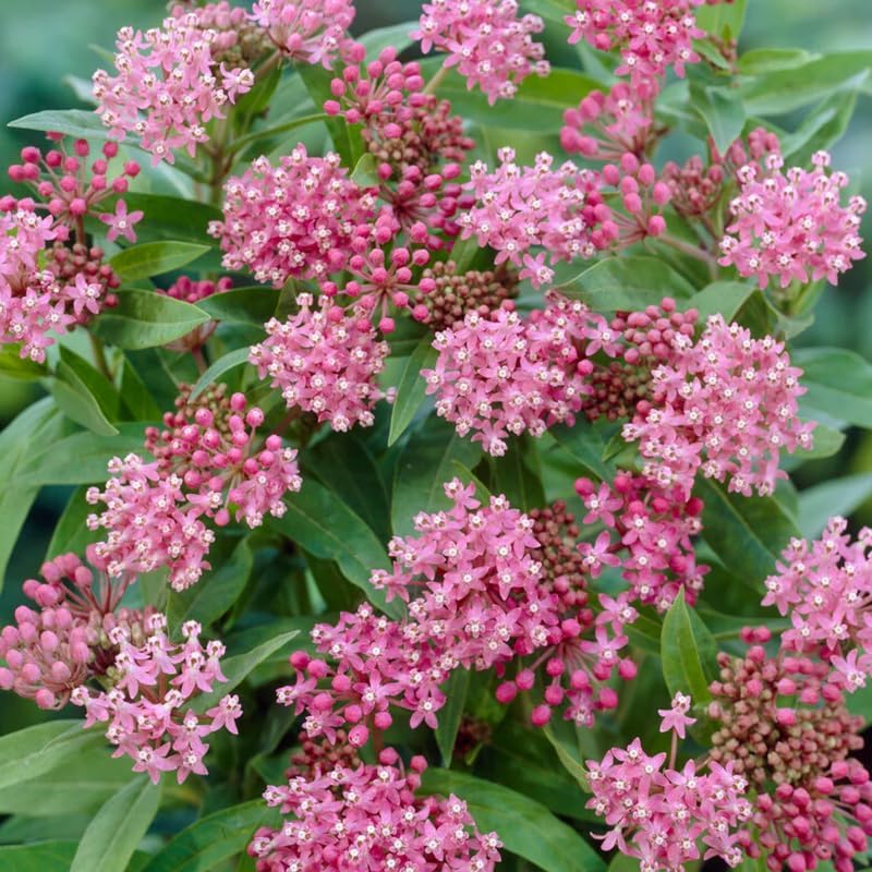 4 Pink Milkweed Live Plants, 4-9 Inch Tall, Asclepias Tuberosa Butterfly - Image 6
