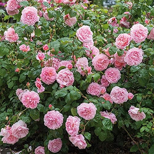 Heirloom English Climbing Roses, Live Own Root Plant, Strawberry Hill® - Image 3