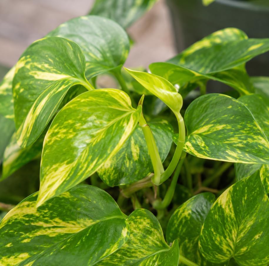Golden Pothos Indoor Plant, Trailing Vine, Air Purifying, Heart Leaf Philodendron Vine Variegated Pothos Climbing Vines, 4 Inc Pot - Image 4