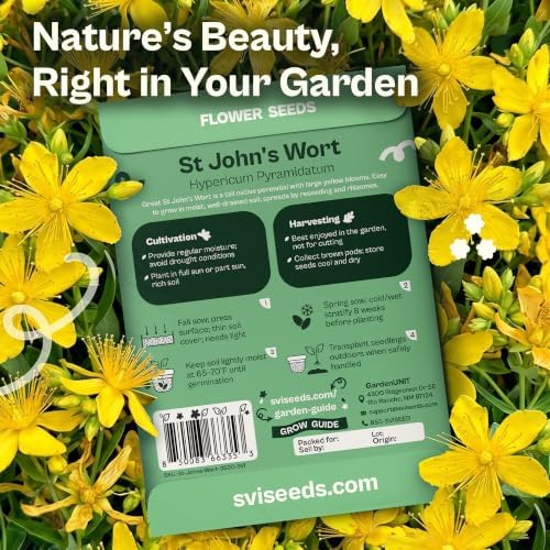 SVI 3500 St Johns Wort Seeds (Hypericum pyramidatum) – Giant St. John's Wort Wildflower Seed Packets – Yellow Native Herb Seed, Perennial Flower Seeds Packets for Outdoor Garden, Flower Beds - Image 2
