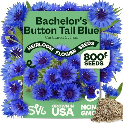 SVI 800 Blue Bachelor Button Seeds (Centaurea Cyanus) - Cornflower, Pollinator Favorite, Drought Tolerant, Heirloom Seed - Annual Flower Seeds in Seed Packets for Gardens & Containers, Cut Flowers by SVI