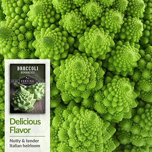 Romanesco Broccoli Seeds for Planting - Survival Garden Seeds (1 Pack) - Image 4