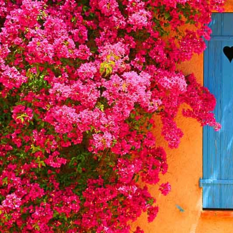 3 Pink Magenta Bougainvillea Plants Live, Tropical Climbing Vine, 4-8" Tall - Image 3