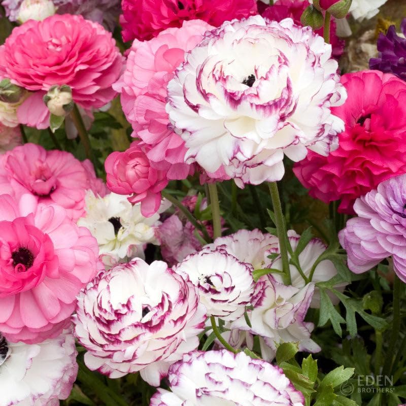 Eden Brothers Ranunculus Bulbs - Pink Renaissance Mix by EdenBrothers