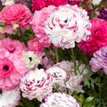 Eden Brothers Ranunculus Bulbs - Pink Renaissance Mix by EdenBrothers