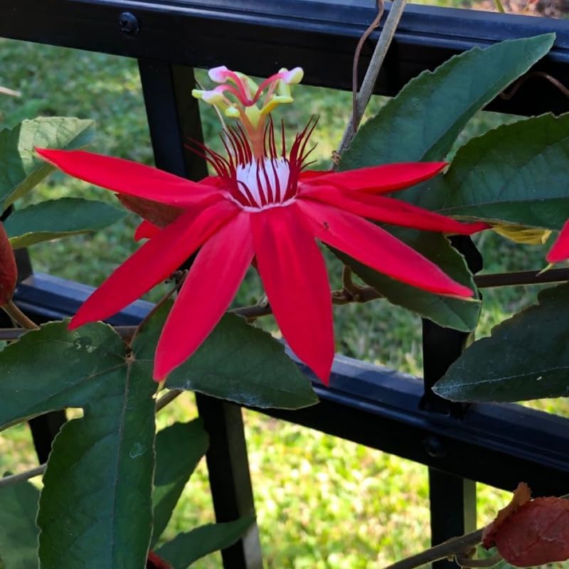 2 Red Passiflora Plants, Colorful Passion Flower Vines, 4-7'' Tall - Image 5