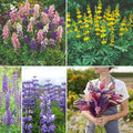 Eden Brothers Lupine Flower Mixed Seeds for Planting, 10 lb, 4,800,000+ Seeds with Russell, Arroyo, Yellow, Sky Lupine | Attracts Pollinators, Plant in Spring or Fall, Zones 3, 4, 5, 6, 7, 8, 9, 10 by EdenBrothers
