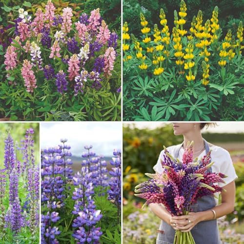 Eden Brothers Lupine Flower Mixed Seeds for Planting, 10 lb, 4,800,000+ Seeds with Russell, Arroyo, Yellow, Sky Lupine | Attracts Pollinators, Plant in Spring or Fall, Zones 3, 4, 5, 6, 7, 8, 9, 10 by EdenBrothers