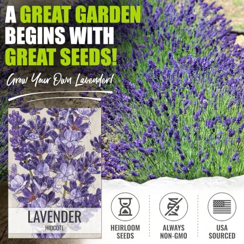 Seed Needs Blue Hidcote Lavender Seeds to Plant an Herb Garden - 2 Packs - Image 2