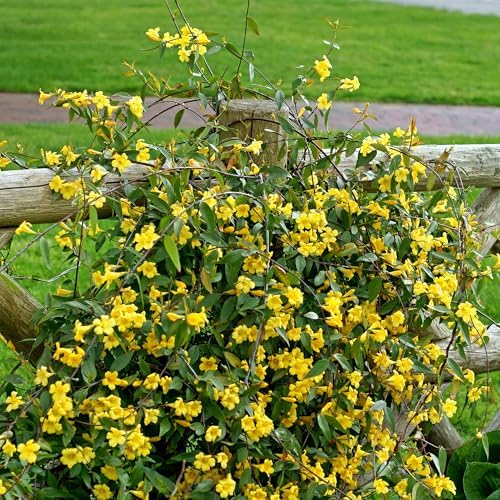 Perfect Plants Yellow Carolina Jasmine, 1 Gallon, Live Plant Vine - Image 4