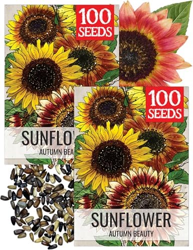Seed Needs Autumn Beauty Sunflower Seeds to Plant Cut Flowers - 2 Packs by SeedNeeds