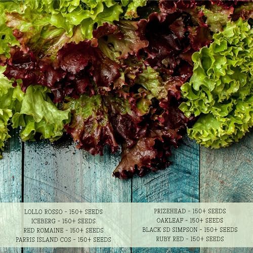 Seed Needs Lettuce Seeds Variety Pack of 8 Non-GMO Heirloom Vegetables - Image 6