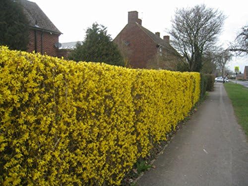 Four Pack of Lynwood Gold Forsythia Bushes - Yellow Flowering Shrub - Live Plants Shipped 2 Feet Tall by DAS Farms - Image 3