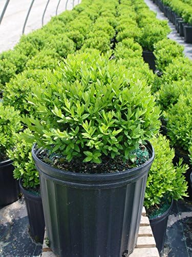 Buxus micro. 'Tide Hill' (Boxwood) Evergreen, spreading form, #2 - Size Container - Image 2