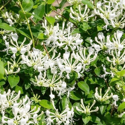 210+ Mix Honeysuckle Seeds for Planting - Fragrant Climbing Vine, Perennial Flowering Plant for Trellis, Fence and Garden Landscape, Attracts Pollinators - Image 5