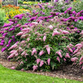 350+ Mix Butterfly Bush Flower Seeds for Planting - Perennial Flowering Shrub, Attracts Pollinators, Drought Tolerant, Ideal for Borders & Containers by Unknown