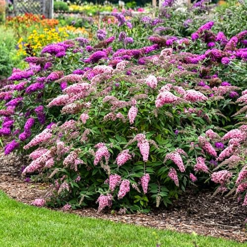 350+ Mix Butterfly Bush Flower Seeds for Planting - Perennial Flowering Shrub, Attracts Pollinators, Drought Tolerant, Ideal for Borders & Containers by Unknown