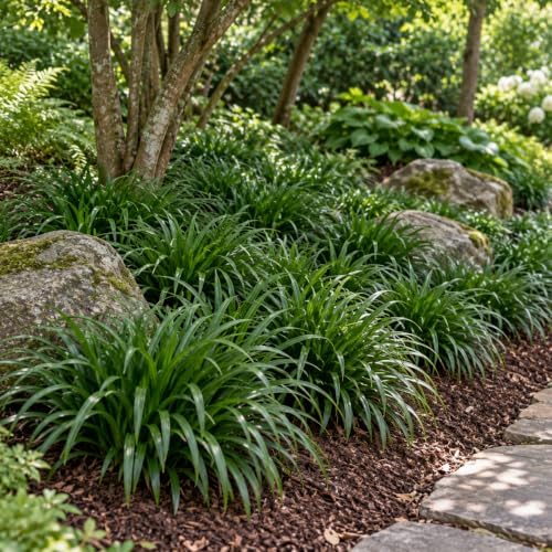 20 Mondo Liriope Monkey Grass Live Plant 3in Pot- Perennial (20 Pack) - Image 6