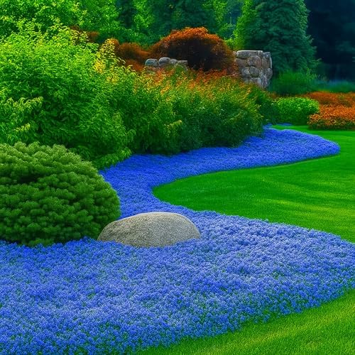 32000+ Mix Creeping Thyme Seeds, Ground Cover for Lawns & Gardens - Image 7