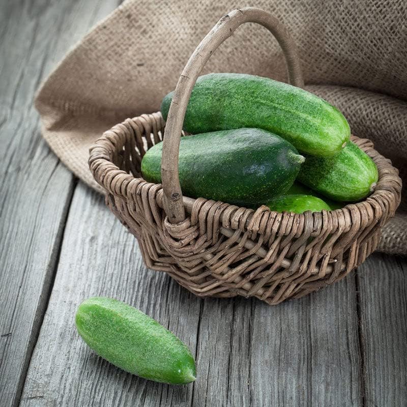 Cucumber Seeds - Spacemaster - 1 Pound - Vegetable Seeds, Open Pollinated Seed Easy to Grow & Maintain, Container Garden by EdenBrothers