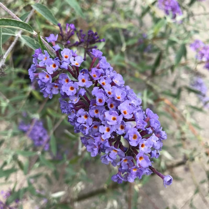 2 Light Blue Buddleia Live Plants, Flower Shrub, 4-9 Inch Tall - Image 5