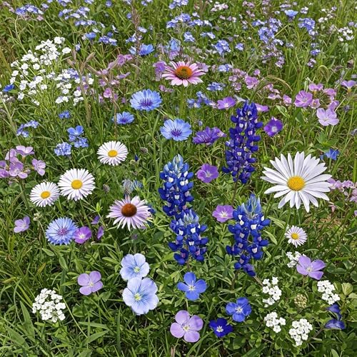 Ferry-Morse Cool Colors Bulk Wildflower Seeds, 200,000+, 1 lb by FerryMorse