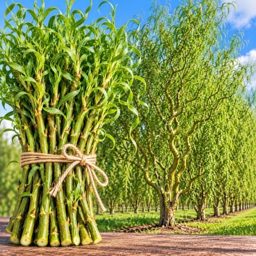 Curly Willow Cuttings for Planting - Fast Growing Live Tree Starts, Twisting Corkscrew Branches, Ornamental Landscape Trees, Easy to Root Hardwood Trees, 200 Cuttings by CZGrain